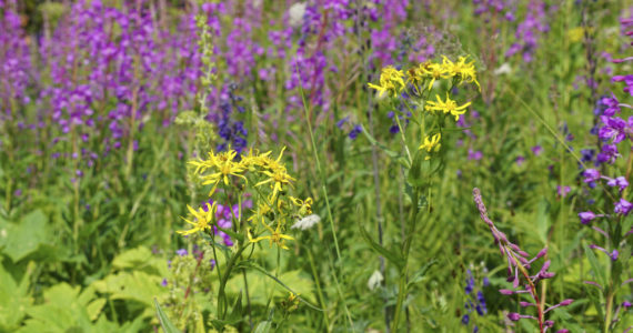 Wildflowers bloom along the Eveline Trail in the Eveline State Recreation Area near Mile 14 East End Road, Fritz Creek, Alaska. (Photo by Michael Armstrong/Homer News)