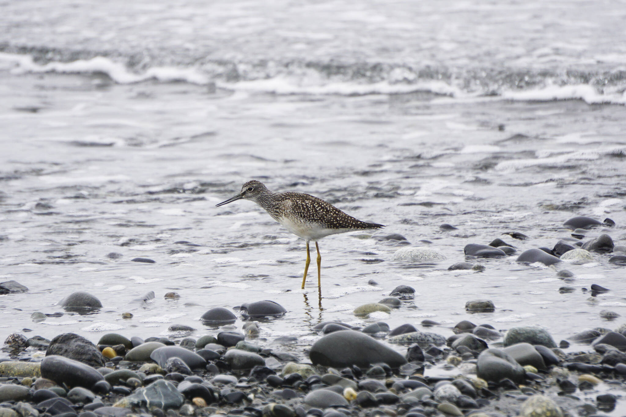A greater yellowlegs walks along the beach on Monday, Aug. 8, 2022, at Mariner Park in Homer, Alaska. (Photo by Michael Armstrong/Homer News)