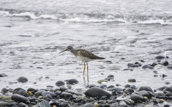 A greater yellowlegs walks along the beach on Monday, Aug. 8, 2022, at Mariner Park in Homer, Alaska. (Photo by Michael Armstrong/Homer News)