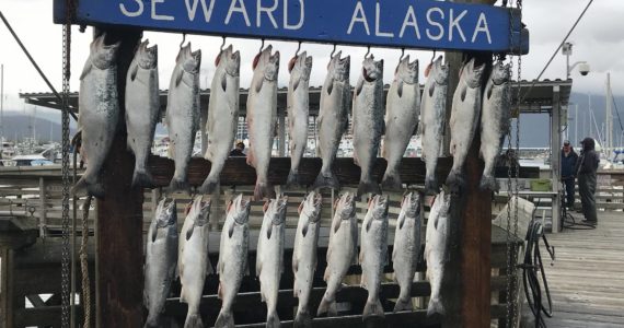 Silver salmon hang in the Seward Boat Harbor during the 2018 Seward Silver Salmon Derby. (Photo courtesy of Seward Chamber of Commerce)