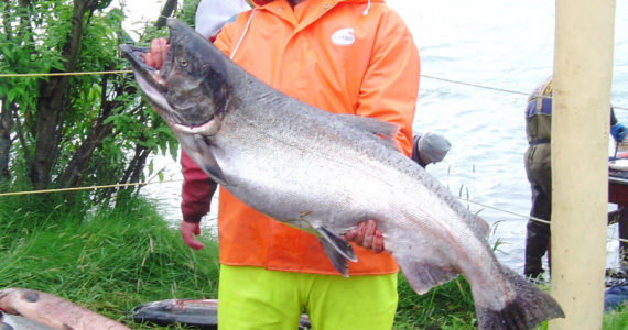 Photo by Ken Gates 
Some great examples of genetic diversity with Kenai River king salmon populations.