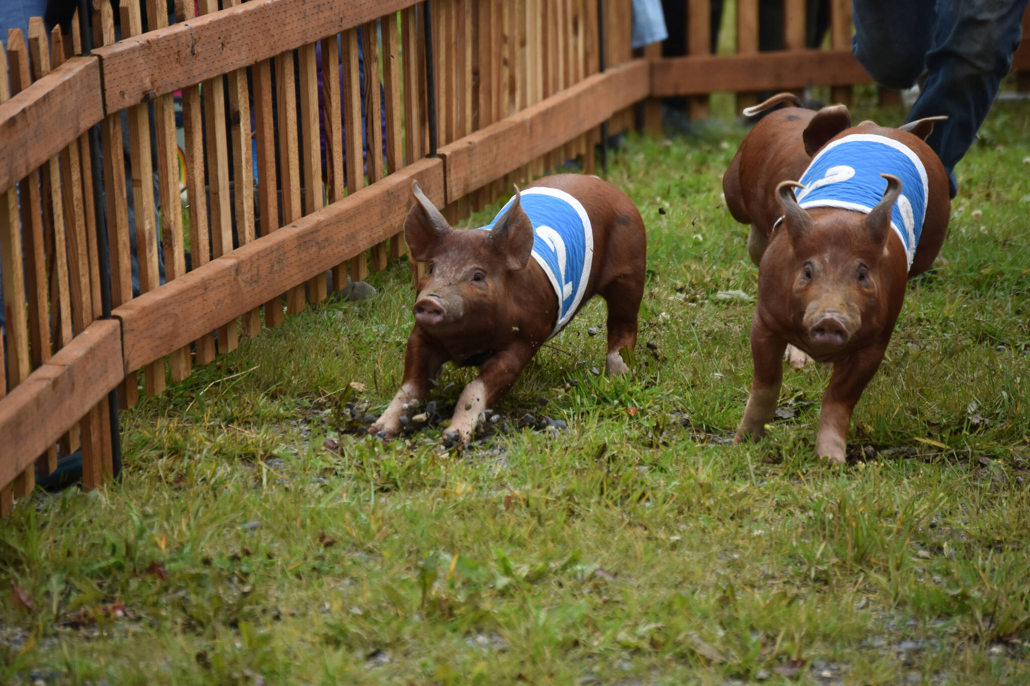 Pigs race at the Kenai Peninsula Fair on Aug. 12, 2022, in Ninilchik, Alaska. (jake Dye/Peninsula Clarion)