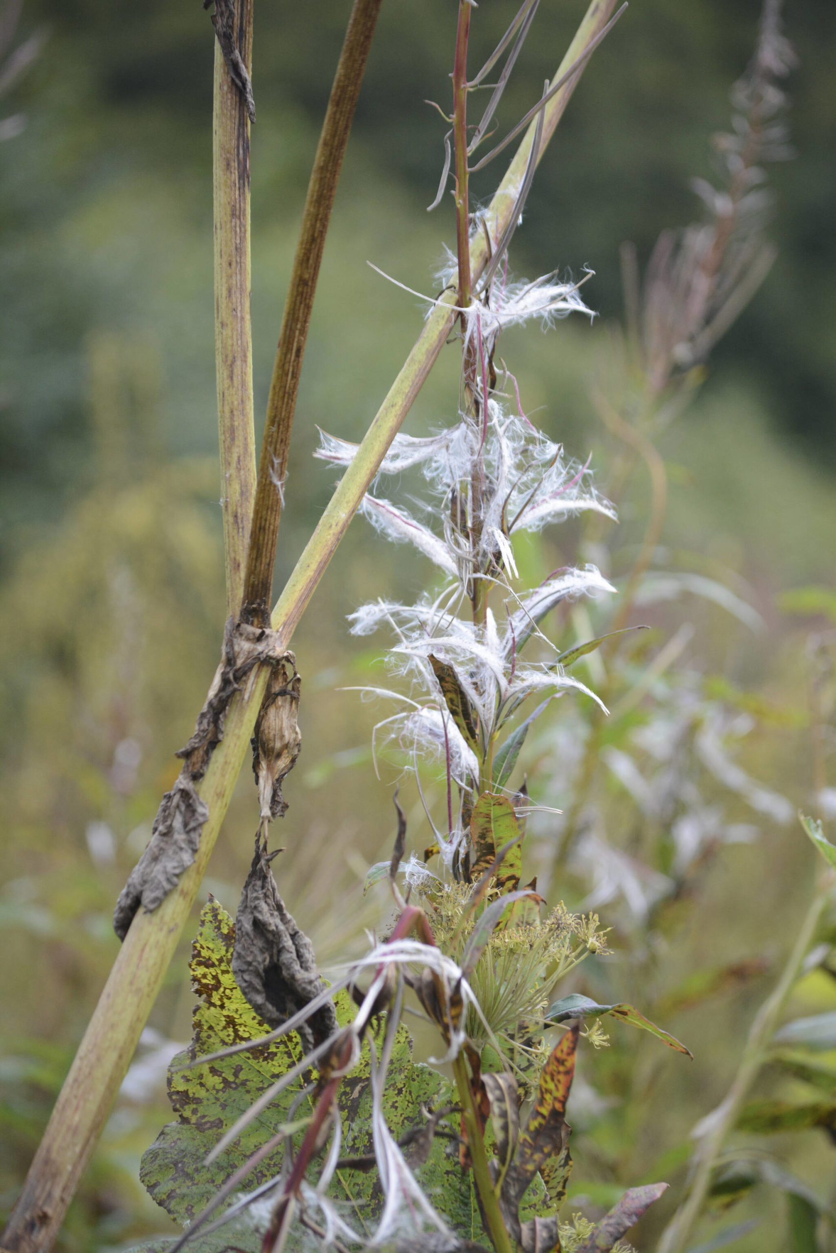 Fireweed has gone to fluff as seen on Friday, Sept. 2, 2022, at the Lookout Mountain Trails near Homer, Alaska. (Photo by Michael Armstrong/Homer News)