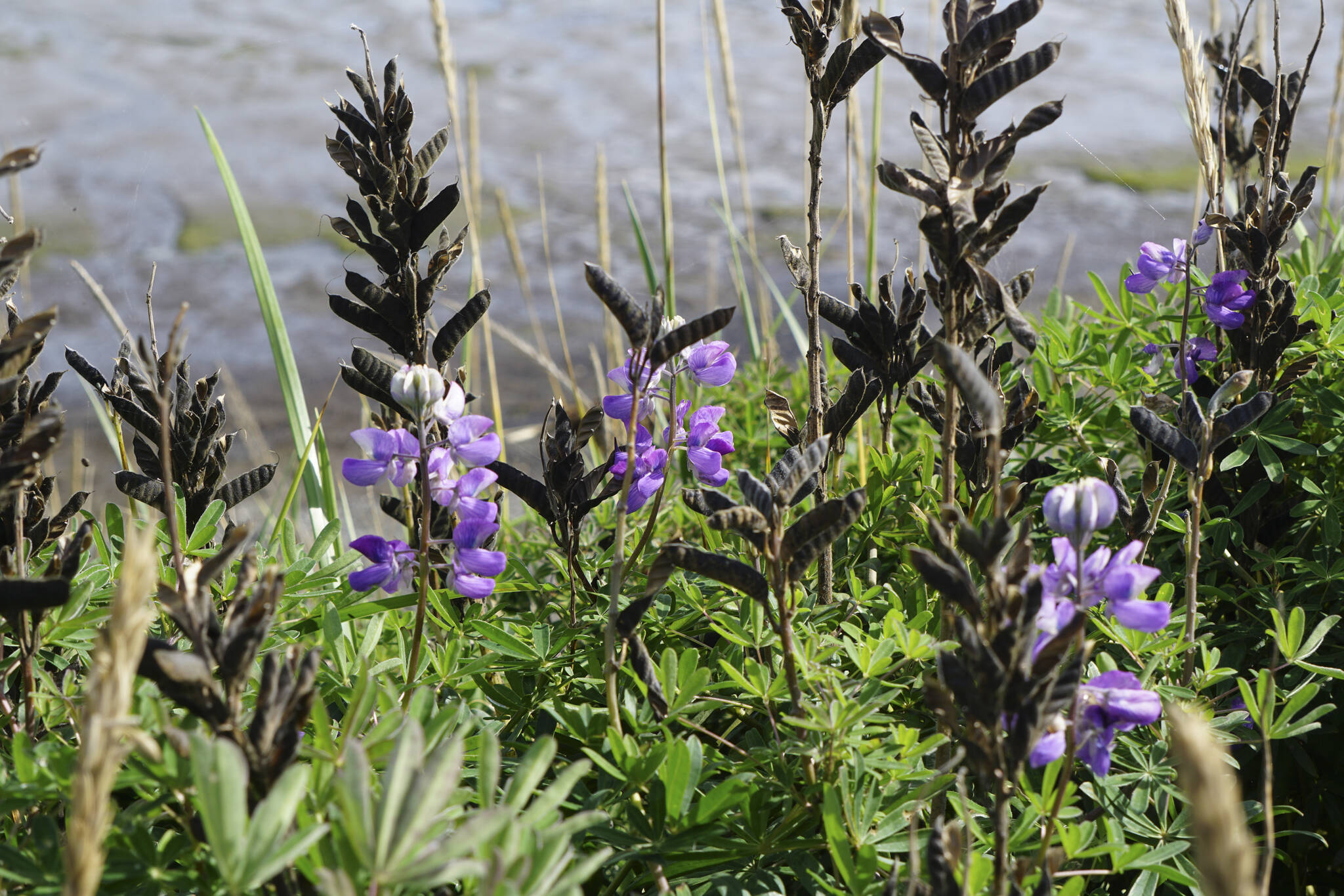 All but a few lupine flowers had gone to seed on Monday, Aug. 29, 2022, along the Homer Spit Trail in Homer, Alaska. (Photo by Michael Armstrong/Homer News)