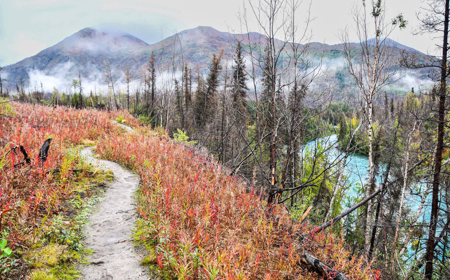 Autumn foliage reveals the change of seasons on the Upper Kenai River Trail. (Photo by USFWS)