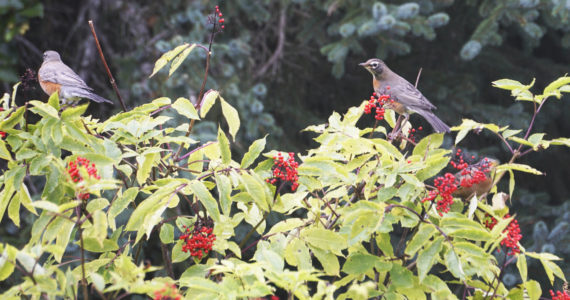 Several robins feed on elderberries on Wednesday, Sept. 7, 2022, on Diamond Ridge near Homer, Alaska. They were part of a flock of about a dozen robins passing through. (Photo by Michael Armstrong/Homer News)