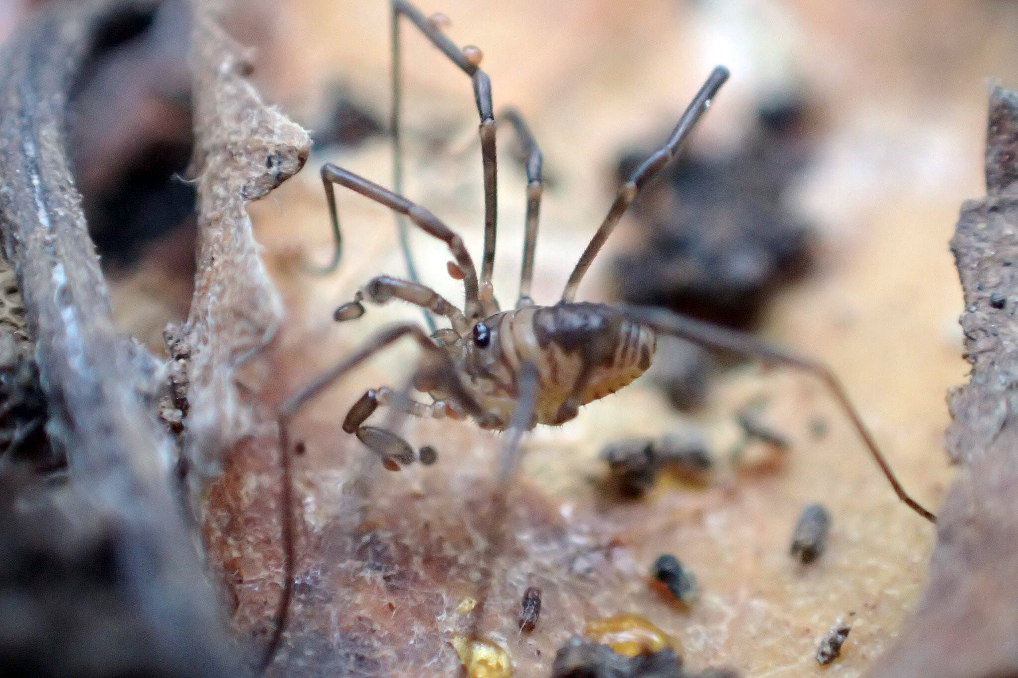 Sabocon occidentalis captures springtails using its sticky pedipalps. (Photo by Matt Bowser/USFWS)
