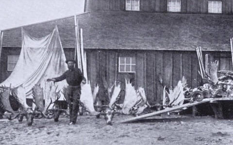 William N. (“Bill”) Dawson poses in either Kenai or Kasilof in 1898 with a collection of moose antlers and sheep horns — trophies from kills he had made in the Skilak Lake area. (Photo from J.T. Studley’s 1912 hunting memoir)