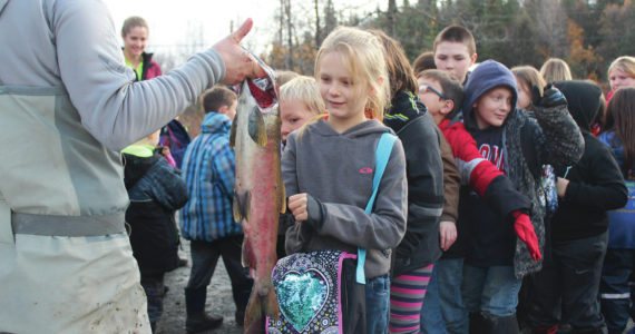 Elementary school students line up to touch a salmon during the annual egg take demonstration at the Anchor River on Thursday, Oct. 10, 2019, in Anchor Point, Alaska. Students leave the egg take event with fertilized salmon eggs to raise into fry throughout the year through the Salmon in the Classroom project hosted by the Alaska Department of Fish and Game, Sport Fish Division. (Photo by Megan Pacer/Homer News file)