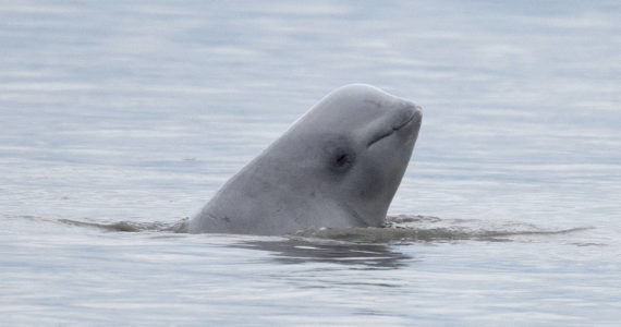 NOAA Fisheries via AP, File 
In this Aug. 25, 2017, file photo, provided by NOAA Fisheries, a newborn beluga whale calf sticks its head out of the water in upper Cook Inlet, Alaska.