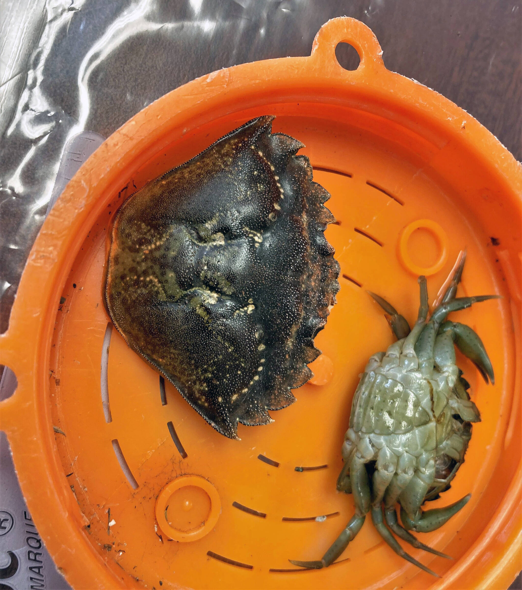 Invasive green crab carapace and a whole live crab. (Photo by Linda Shaw, NOAA)