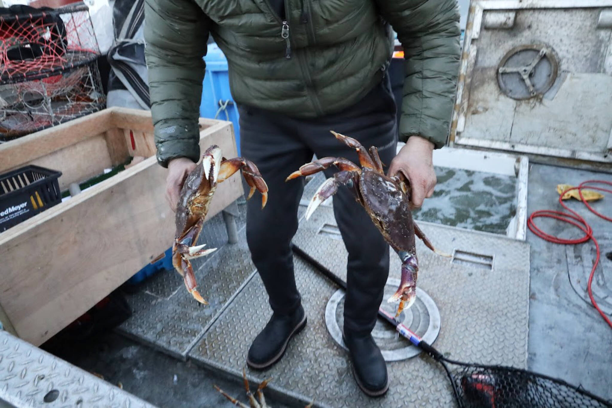 Clarise Larson / Juneau Empire
Charlie Blattner, a Juneau-based Dungeness crab fisherman, holds two live Dungeness crabs he caught in the past few days around the Juneau area. Blattner said fall Dungeness crab harvest for his boat has been “hit or miss.”