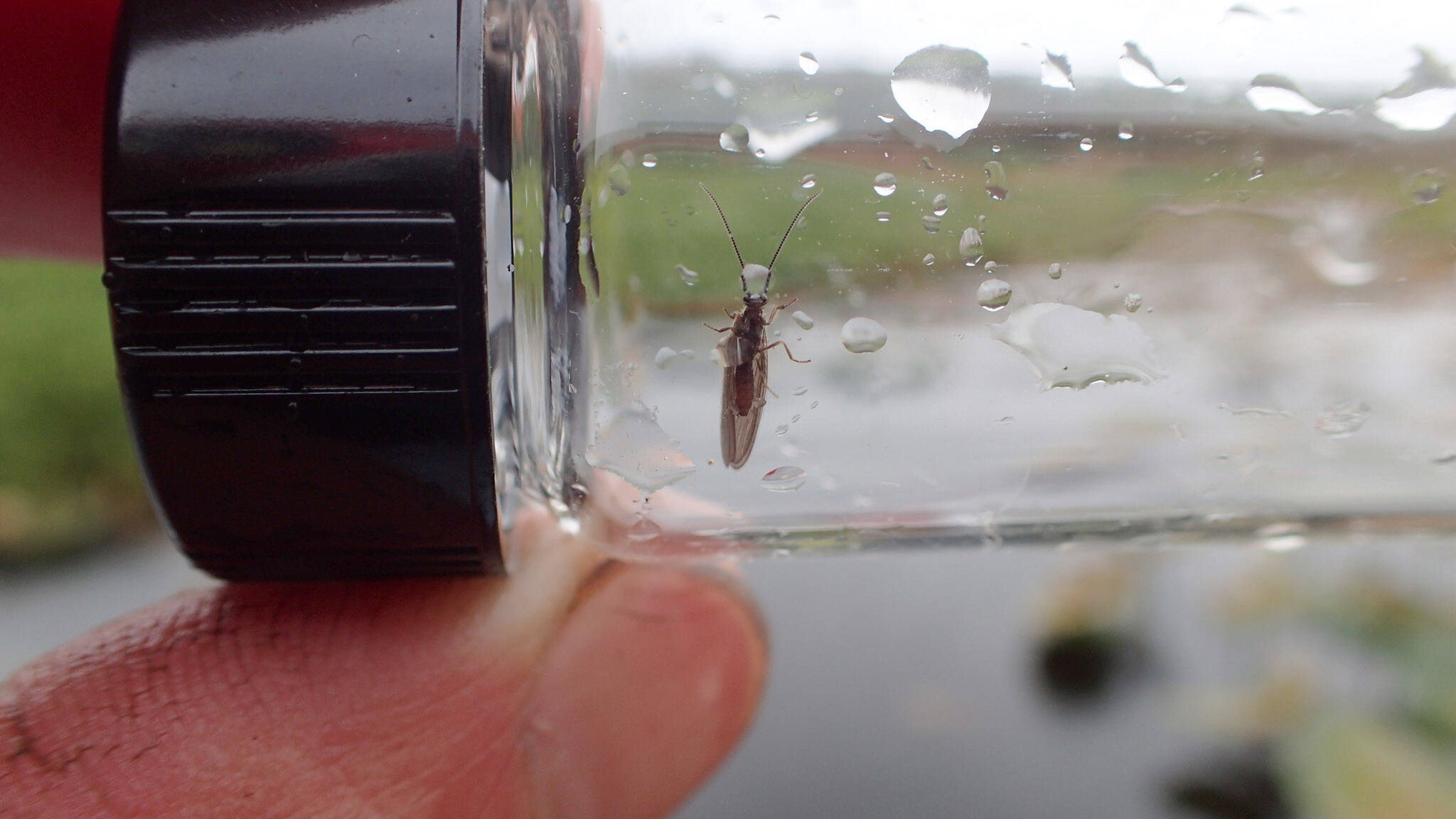 A black spongillafly at Miller Creek, July 19, 2022. (Photo by Matt Bowser/USFWS)