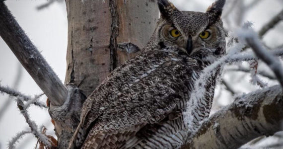 A great horned owl sits in a tree. (USFWS/Colin Canterbury)