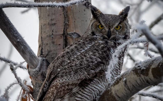 A great horned owl sits in a tree. (USFWS/Colin Canterbury)