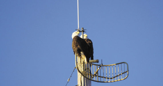 A pair of bald eagles on Friday, Dec. 9, 2022, perch on an antenna at the KBBI Public Radio station in Homer, Alaska. (Photo by Michael Armstrong/Homer News)