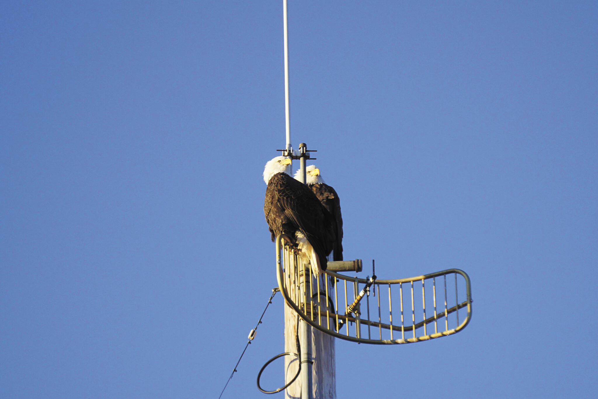 A pair of bald eagles on Friday, Dec. 9, 2022, perch on an antenna at the KBBI Public Radio station in Homer, Alaska. (Photo by Michael Armstrong/Homer News)