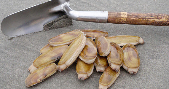Photo courtesy Fish and Wildlife 
Razor clams are seen in this undated photo.