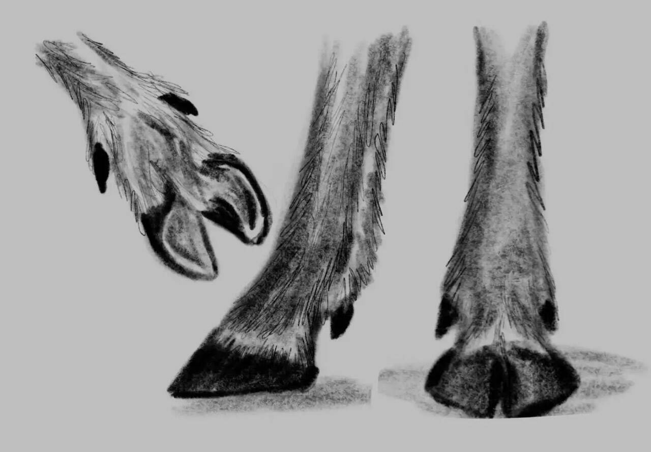 Photo by Christina Nelson/USFWS 
Sketch of the shovel-like feet of caribou.