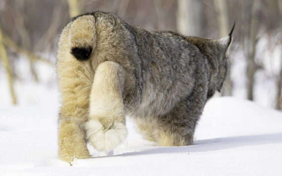 Photo by Lisa Hupp/USFWS 
The snowshoelike feet of the lynx makes it well suited for traveling over snow.
