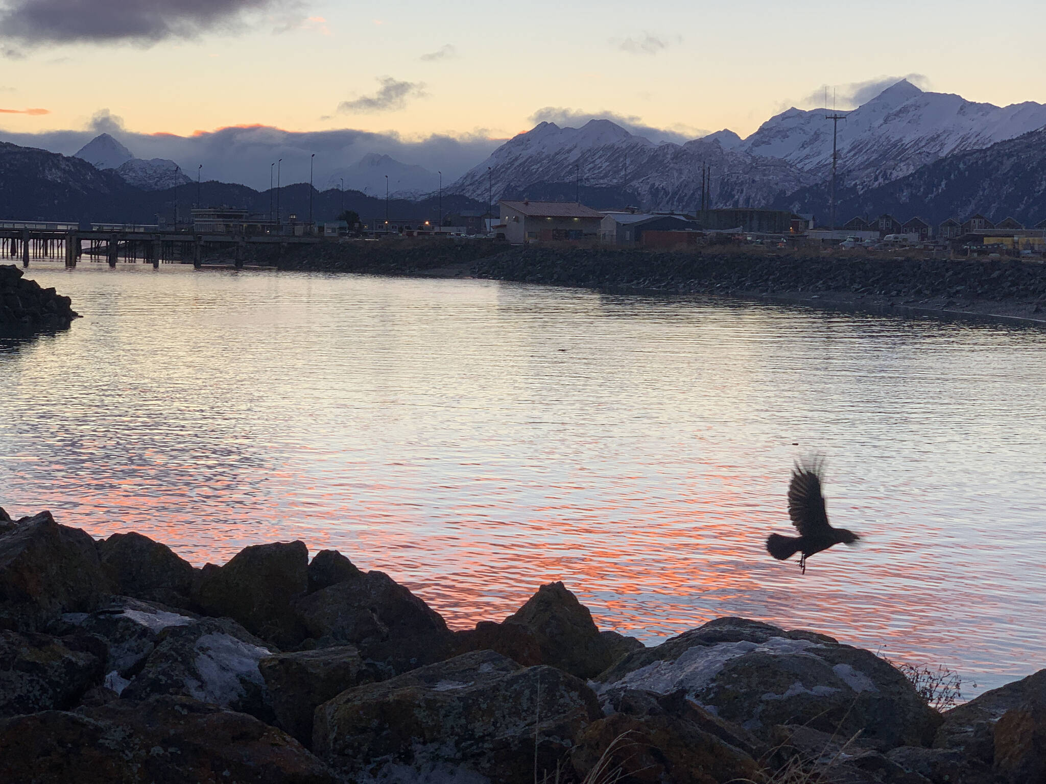 Sun rise and a crow flies at the mouth of the Homer Harbor on New Years Day (Christina Whiting/Homer News)