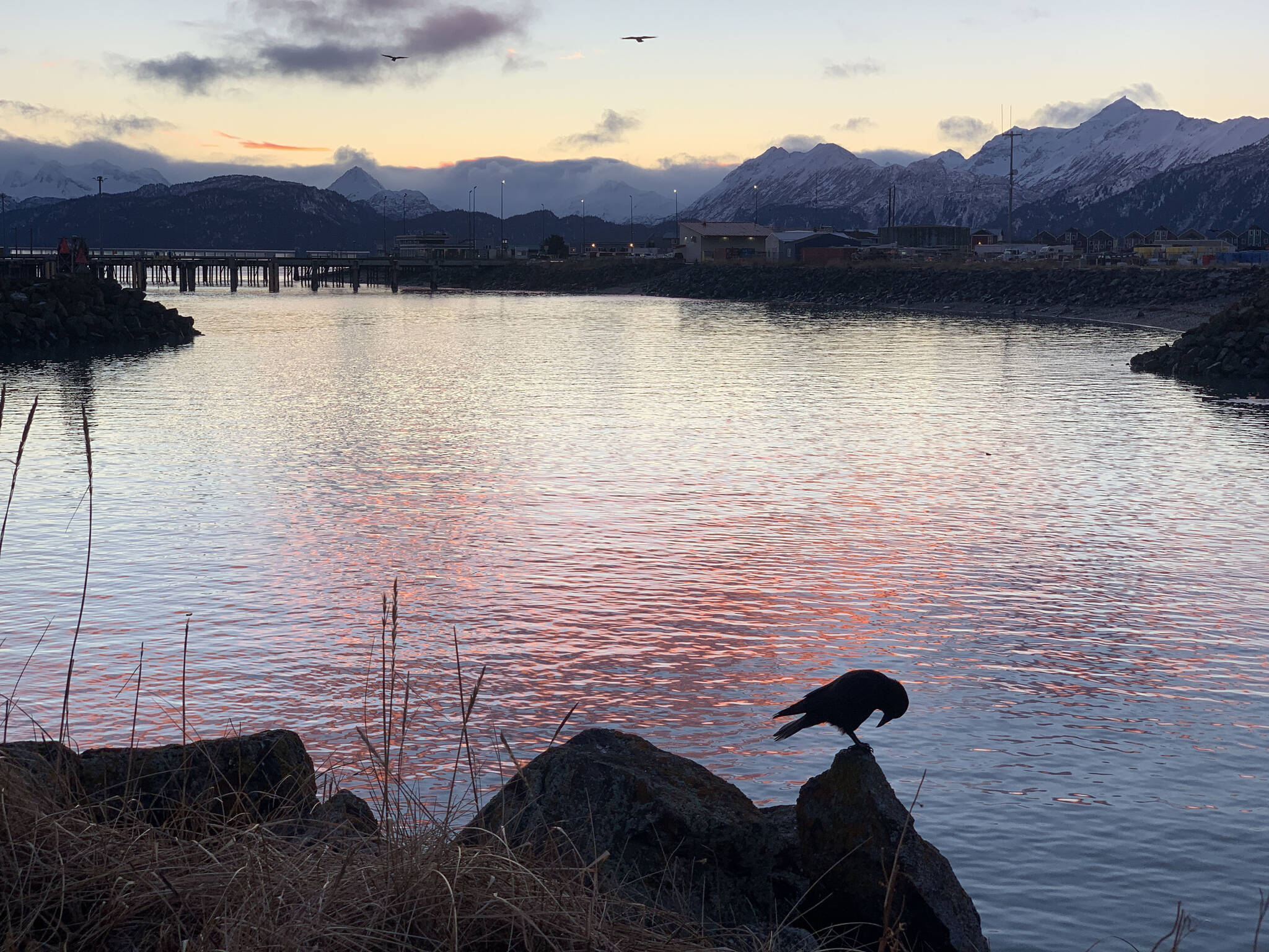 Sunrise and a crow at the mouth of the Homer Harbor on New Years Day (Christina Whiting/Homer News)