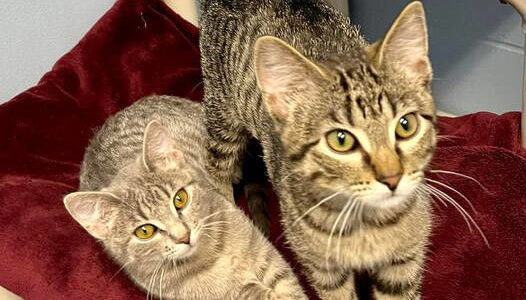 Cher, Dionne and Tai. (Photo courtesy of Homer Animal Shelter)
