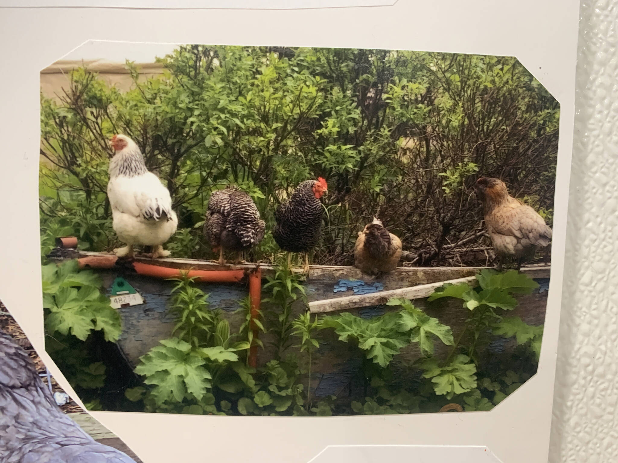 “Birds on a Boat” by Julianne Tomich is on display through January at Grace Ridge Brewing. (Photo by Christina Whiting/Homer News)
