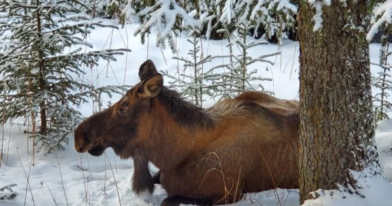 An adult female moose rests in the snow under a spruce tree on Wednesday, Jan. 18 in Anchor Point. Photo by Delcenia Cosman