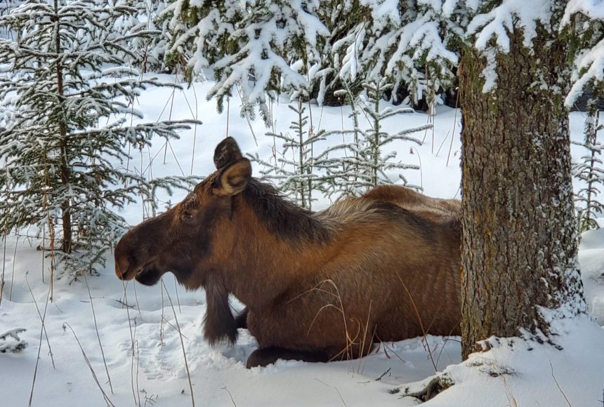 <p>An adult female moose rests in the snow under a spruce tree on Wednesday, Jan. 18 in Anchor Point. Photo by Delcenia Cosman</p>