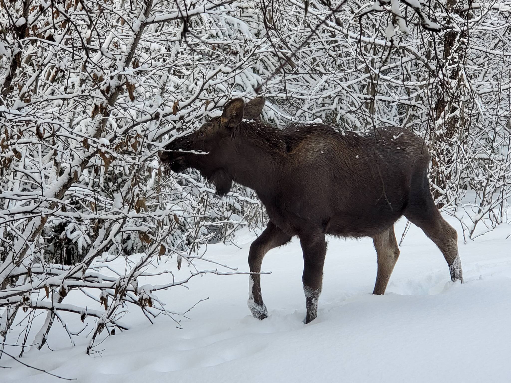 An young moose munches on alder branches on Wednesday, Jan. 18 in Anchor Point. Photo by Delcenia Cosman