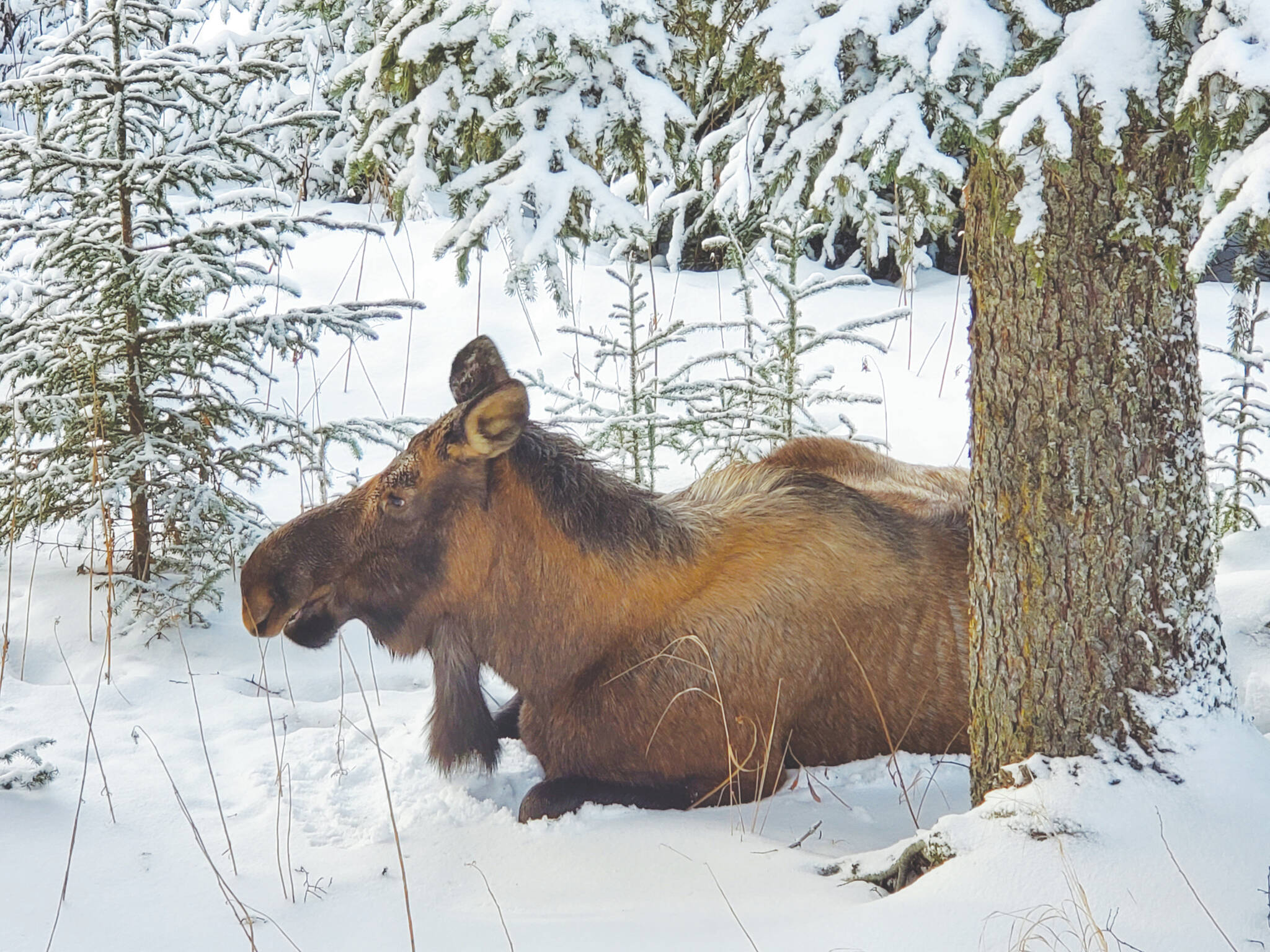 Photo by Delcenia Cosman/Homer News
An adult female moose rests in the snow under a spruce tree Jan. 18 in Anchor Point.