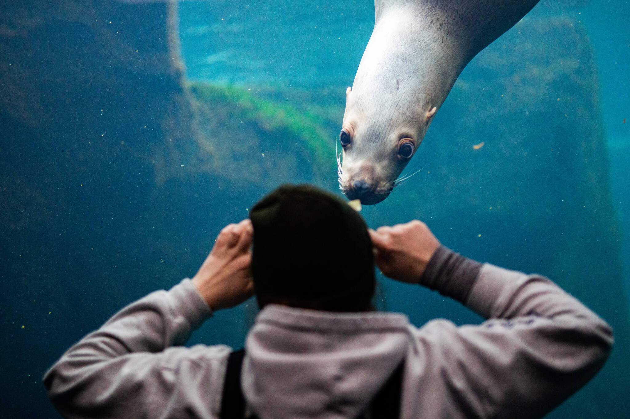 ASLC Seasonal Animal Care Specialist Emma Begalka interacts with Mist the Steller sea lion in the Underwater viewing area at the Alaska SeaLife Center during an enrichment session on November 30, 2022. Mist unexpectedly passed away on January 23, 2023 after staff observed seizure-like tremors. (Photo courtesy Kaiti Grant/Alaska SeaLife Center)