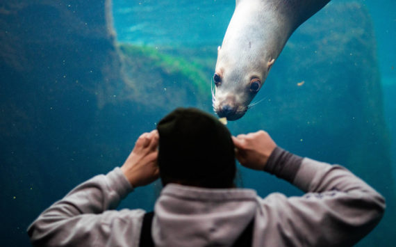 Alaska SeaLife Center Seasonal Animal Care Specialist Emma Begalka interacts with Mist the Steller sea lion in the Underwater viewing area at the Alaska SeaLife Center during an enrichment session on Nov. 30, 2022. Mist unexpectedly passed away on January 23, 2023 after staff observed seizure-like tremors. (Photo courtesy Kaiti Grant/Alaska SeaLife Center)