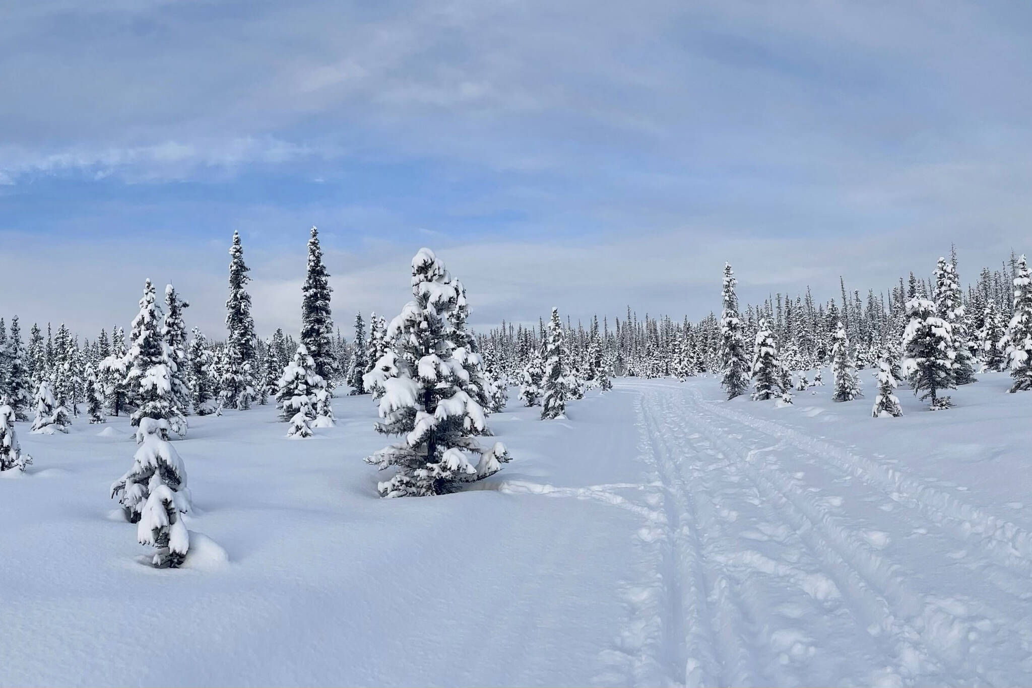 Ski trails, Eveline State Recreation Area, Jan. 18, 2023, in Homer, Alaska. (Photo by Christina Whiting/Homer News)