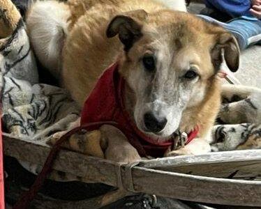 Hugh Neff’s retired sled dog, Mojito, curls up in an old dogsled used during a presentation on reading and dog mushing at West Homer Elementary on Friday, Feb. 3 in Homer, Alaska. Photo courtesy of Barb Angaiak