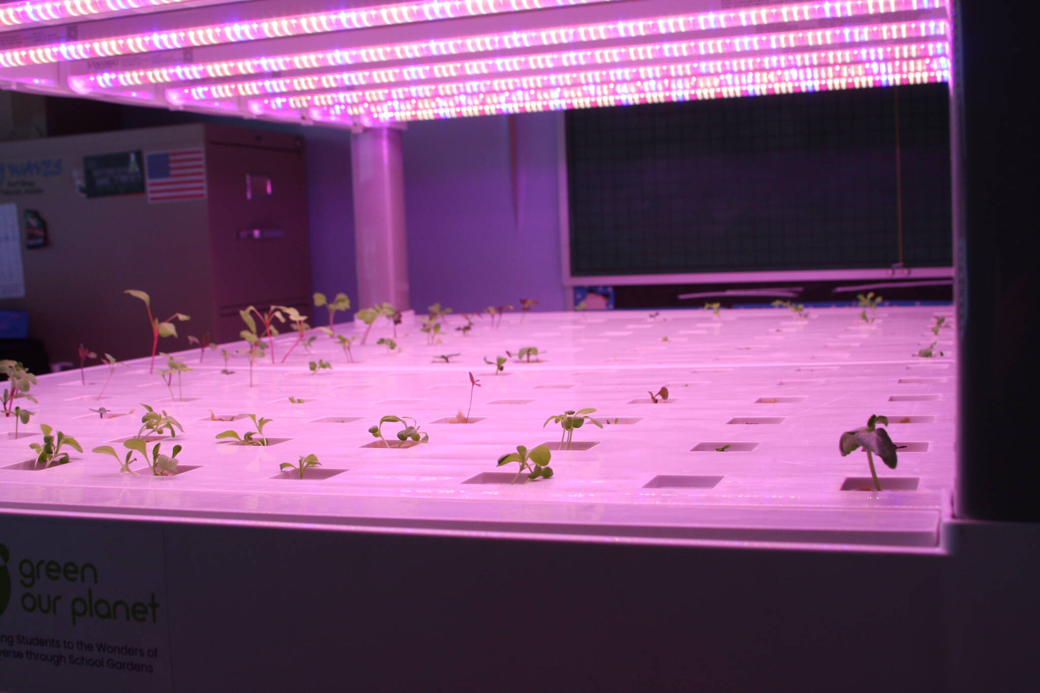 Plants are sprouting in the large flood table on Tuesday, Feb. 14, 2023 in the hydroponics room at Nikolaevsk School in Nikolaevsk, Alaska. Photo by Delcenia Cosman