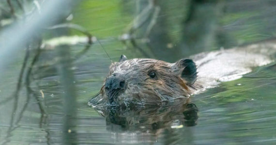 hoto by C. Canterbury, USFWS
A beaver coasts by in search of the perfect stick for a dam repair.