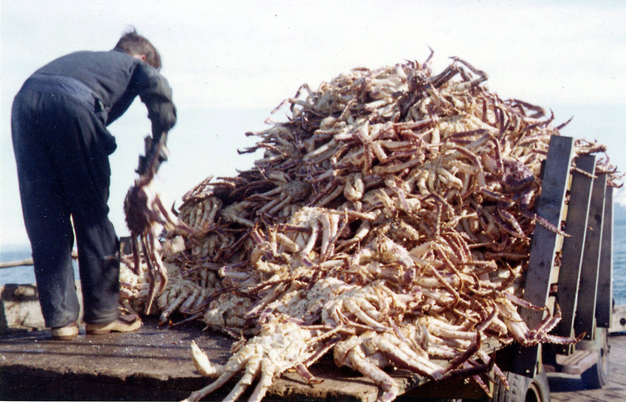 The bounty of the sea in Homer once included mounds of king crab, which the Fengers enjoyed along with shrimp and salmon and halibut. This photo was taken in 1964 at the Homer Spit dock. (Photo courtesy of the Fenger Family Collection)