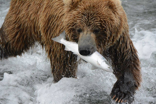 Photo provided by Derek Stonorov
Brown bear, Ursus arctos, on the Alaska Peninsula in 2021.