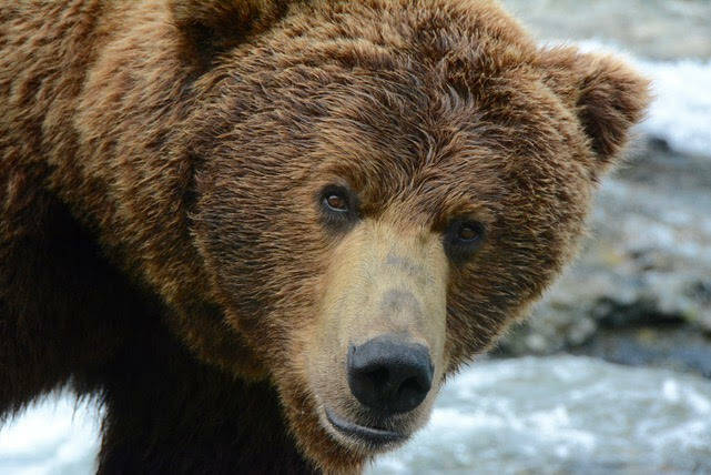Brown bear, Ursus arctos, on the Alaska Peninsula in 2021. Photo provided by Derek Stonorov.