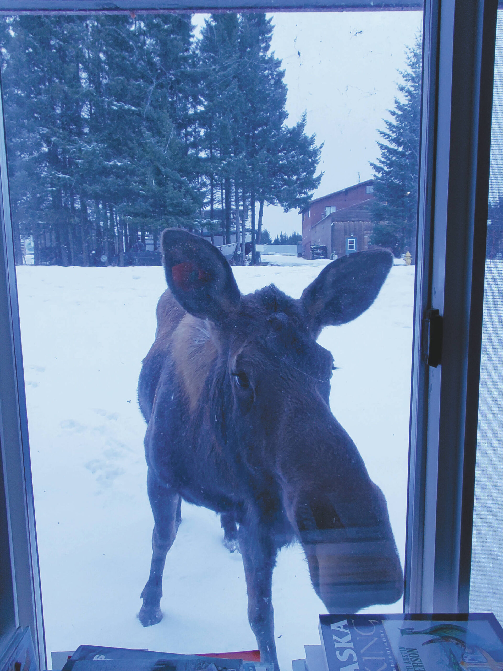 A moose peeks into the Homer News window in February 2023. (Photo by Homer News staff)