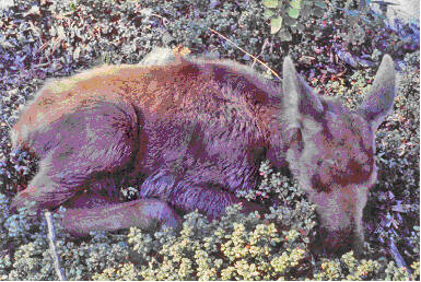 An orphaned moose calf reared by the author is seen in 1970. (Stephen F. Stringham/courtesy photo)