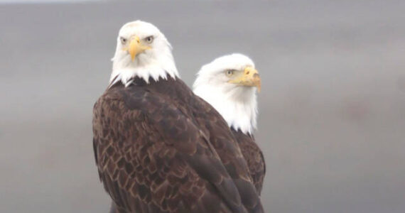 A pair of bald eagles perch on a rock at the Homer Spit on Wednesday, April 5. (Photo by David Rigas)