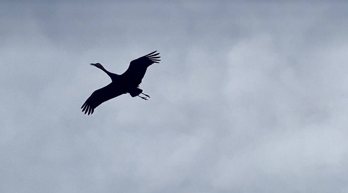 A lone sandhill crane in flight on Sunday<ins>, April 23, 2023</ins>, four miles out East End Road<ins> in Homer, Alaska</ins>. Photo by Christina Whiting