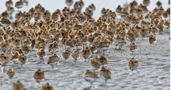 Western Sandpipers scurry across the sand in search of food in the mudflats. Sandpipers are the most prevalent bird at the Grays Harbor National Wildlife Refuge during the 2023 Shorebird and Nature Festival May 5-7. (Jan Wieser / U.S. Fish and Wildlife Service)