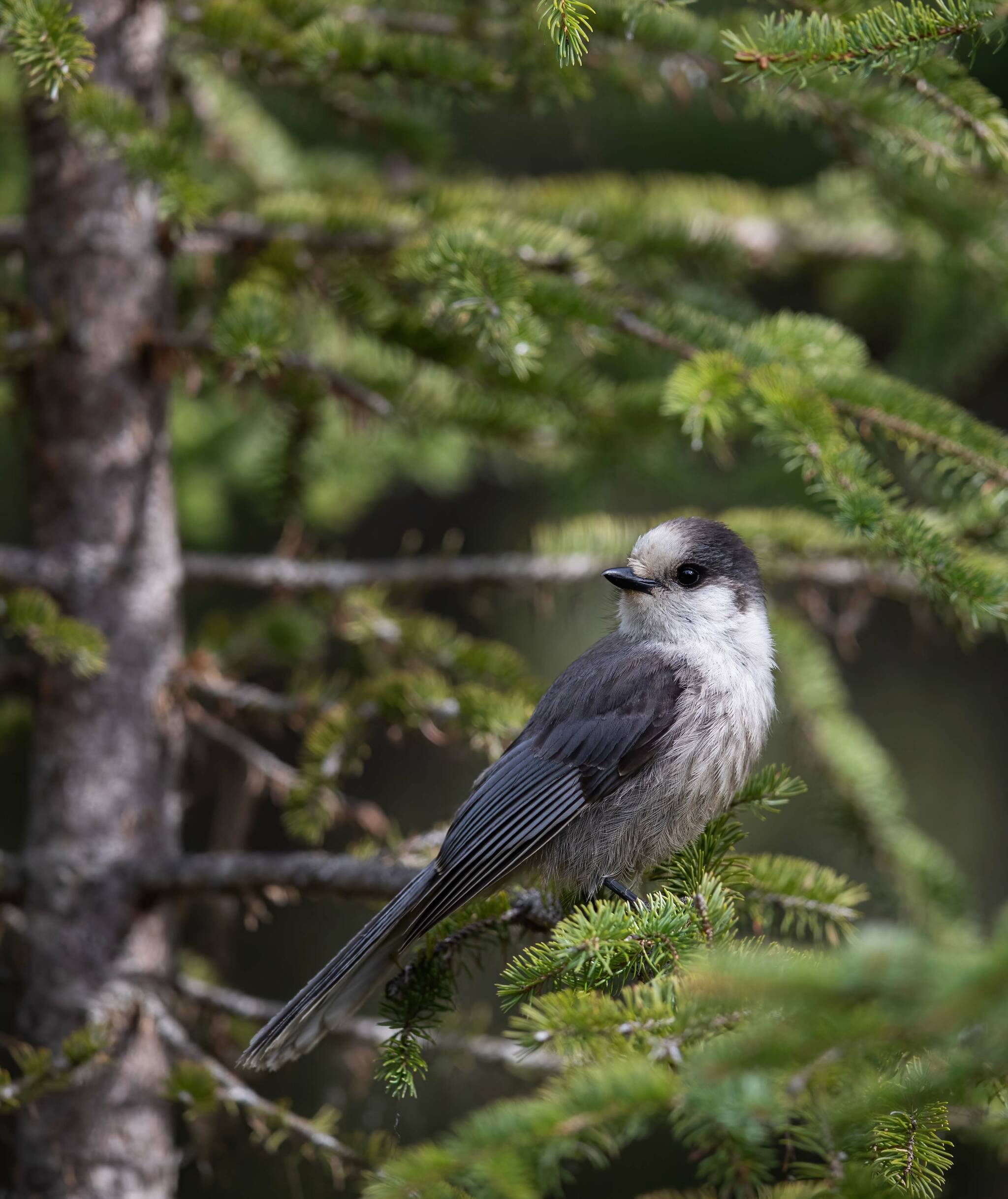 Canada Jay rests in a tree, photo taken off the North Fork Road spring 2022. (Photo by by Joey Hausler/courtesy)