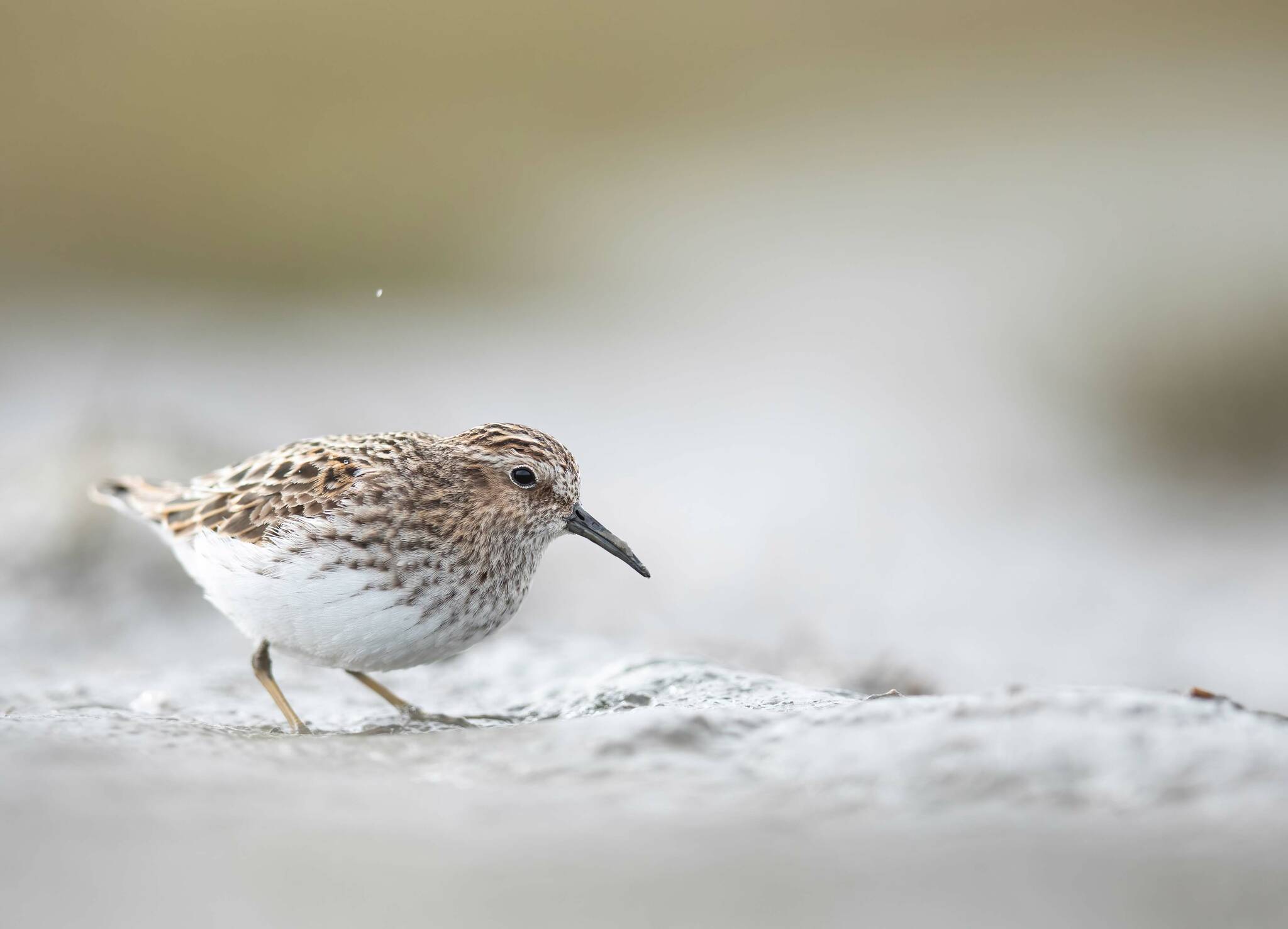 A least sandpiper feeds on the Homer Spit, photo taken spring 2022. (Photo by Joey Hausle/courtesy)