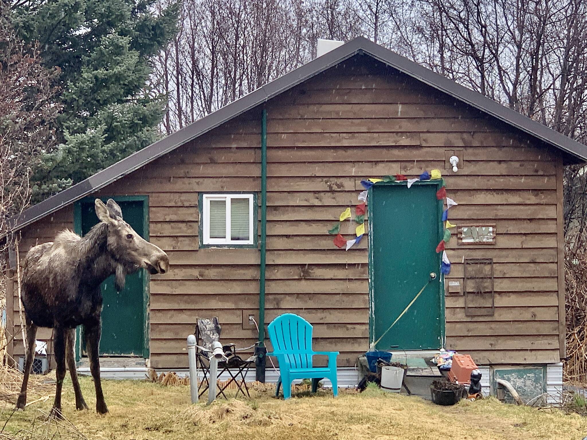 A yearling moose hangs out in a yard out East End Road on Sunday. Photo by Christina Whiting
