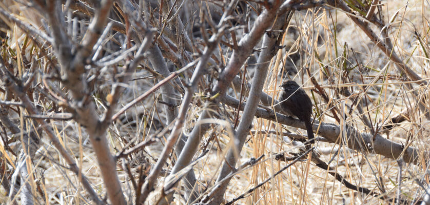 A song sparrow perches on a willow branch near the Beluga Slough trail on Friday, May 5, 2023, in Homer, Alaska. (Photo by Delcenia Cosman/Homer News)